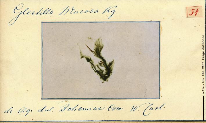 Gloeotila protogenita.jpg